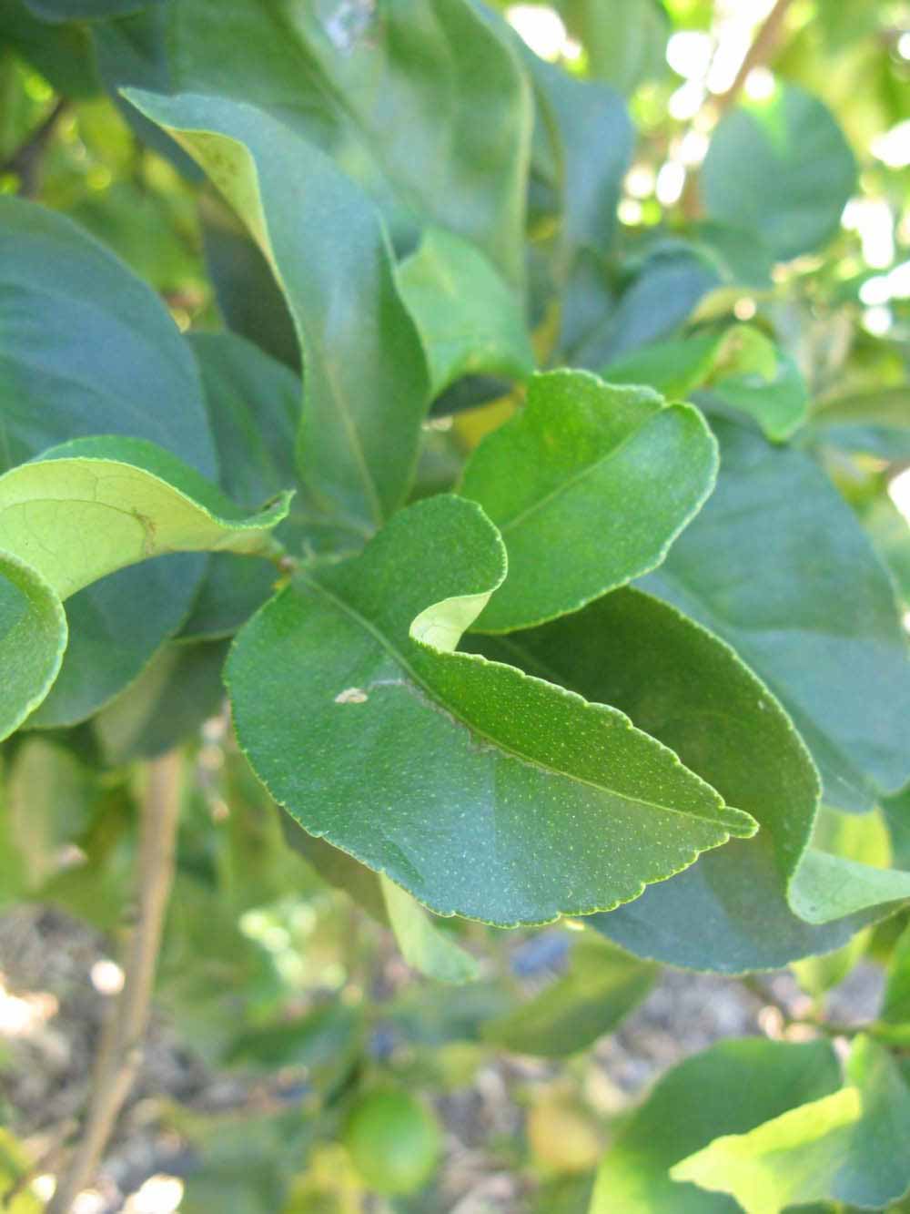            Shade leaves (Winter Haven, FL)   